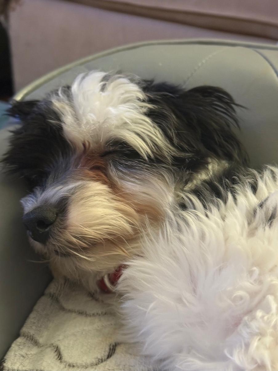 Oreo, a ADOPTABLE Yorkshire Terrier in Toronto, ON image 2/6