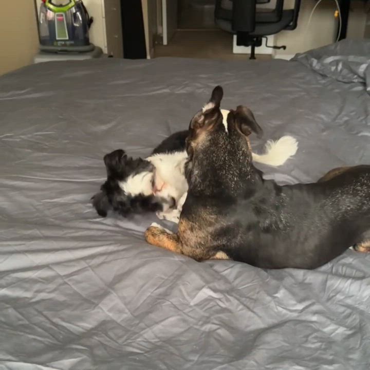 Enlarge Oreo, a ADOPTABLE Yorkshire Terrier in Toronto, ON video 5/6