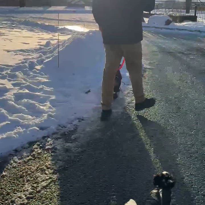 Enlarge Oreo, a ADOPTABLE Yorkshire Terrier in Toronto, ON video 6/6