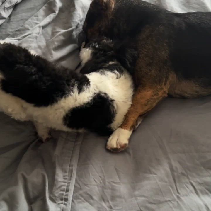 Enlarge Oreo, a ADOPTABLE Yorkshire Terrier in Toronto, ON video 4/6