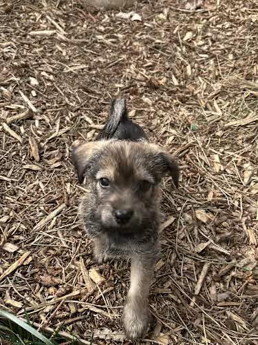 Linus, adopted, Puppy Male Chiweenie.