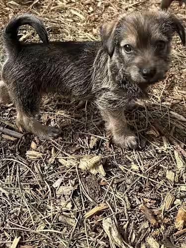 Enlarge Linus, an adopted Chiweenie in Boise, ID image 3/3