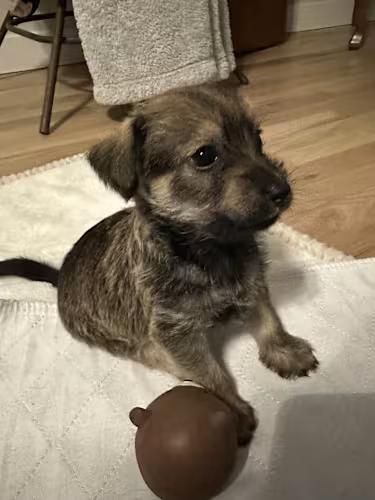 Enlarge Linus, an adopted Chiweenie in Boise, ID image 2/3