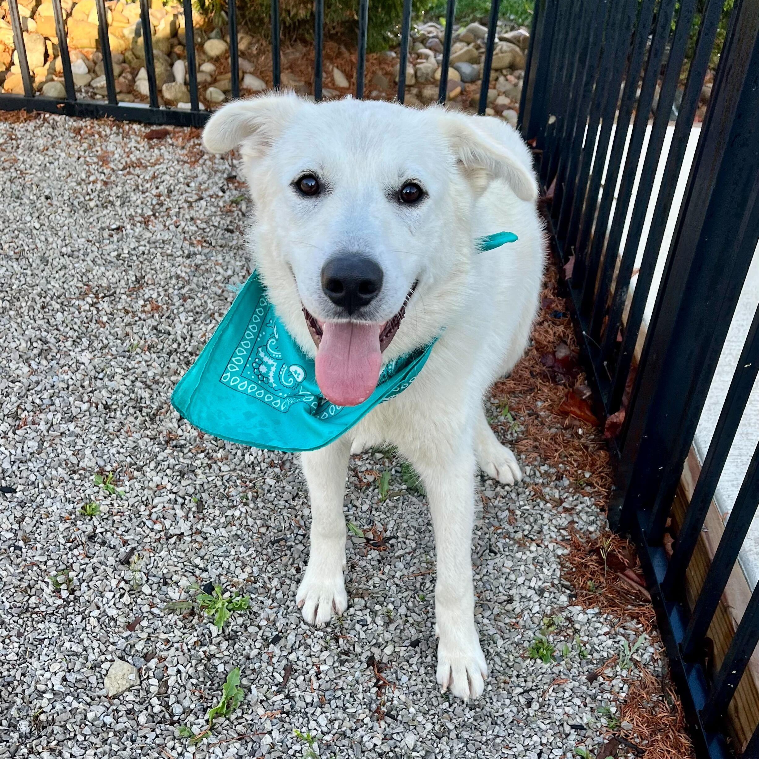 Enlarge Rover, a Adoptable mixed breed in Canal Winchester, OH image 4/5