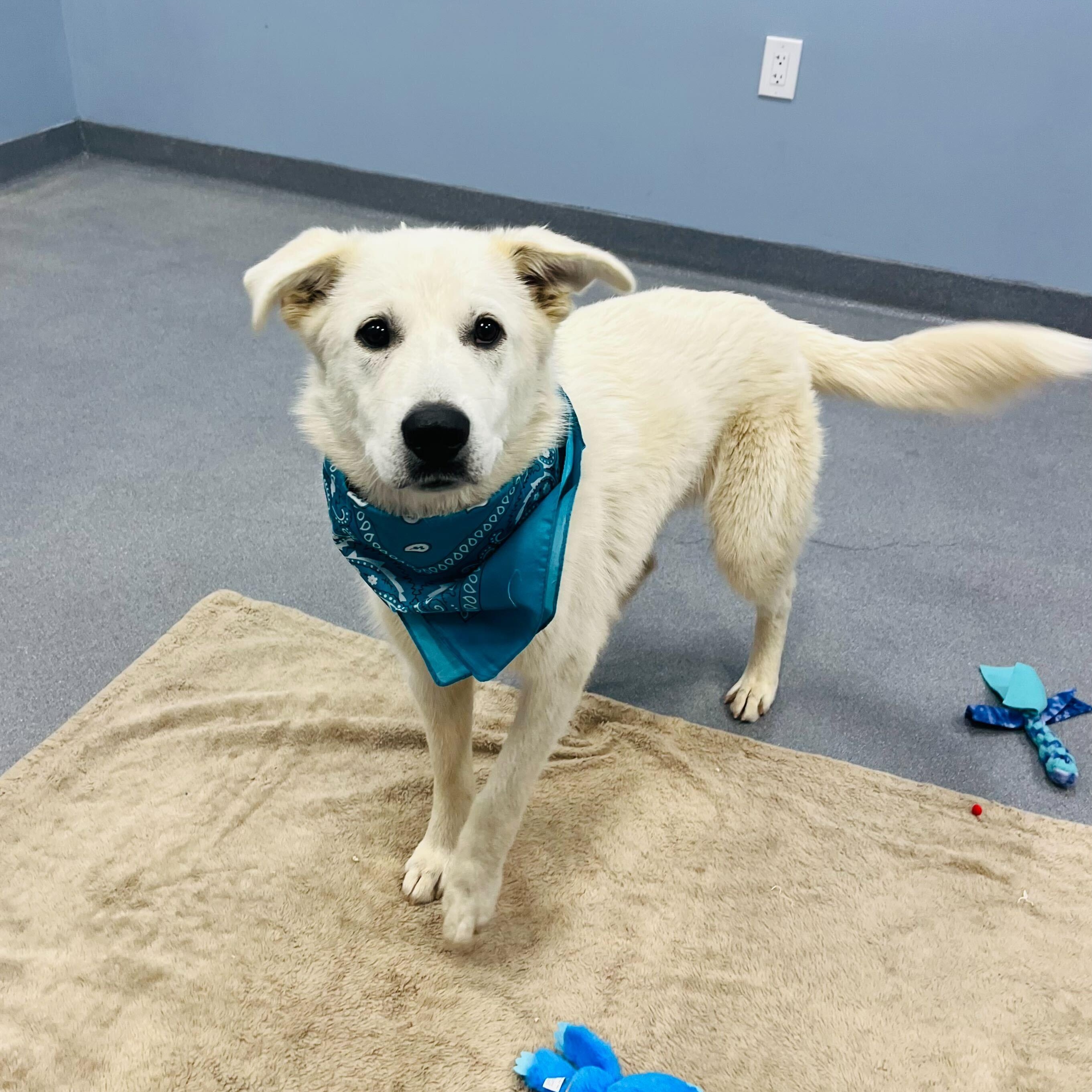Enlarge Rover, a Adoptable mixed breed in Canal Winchester, OH image 5/5