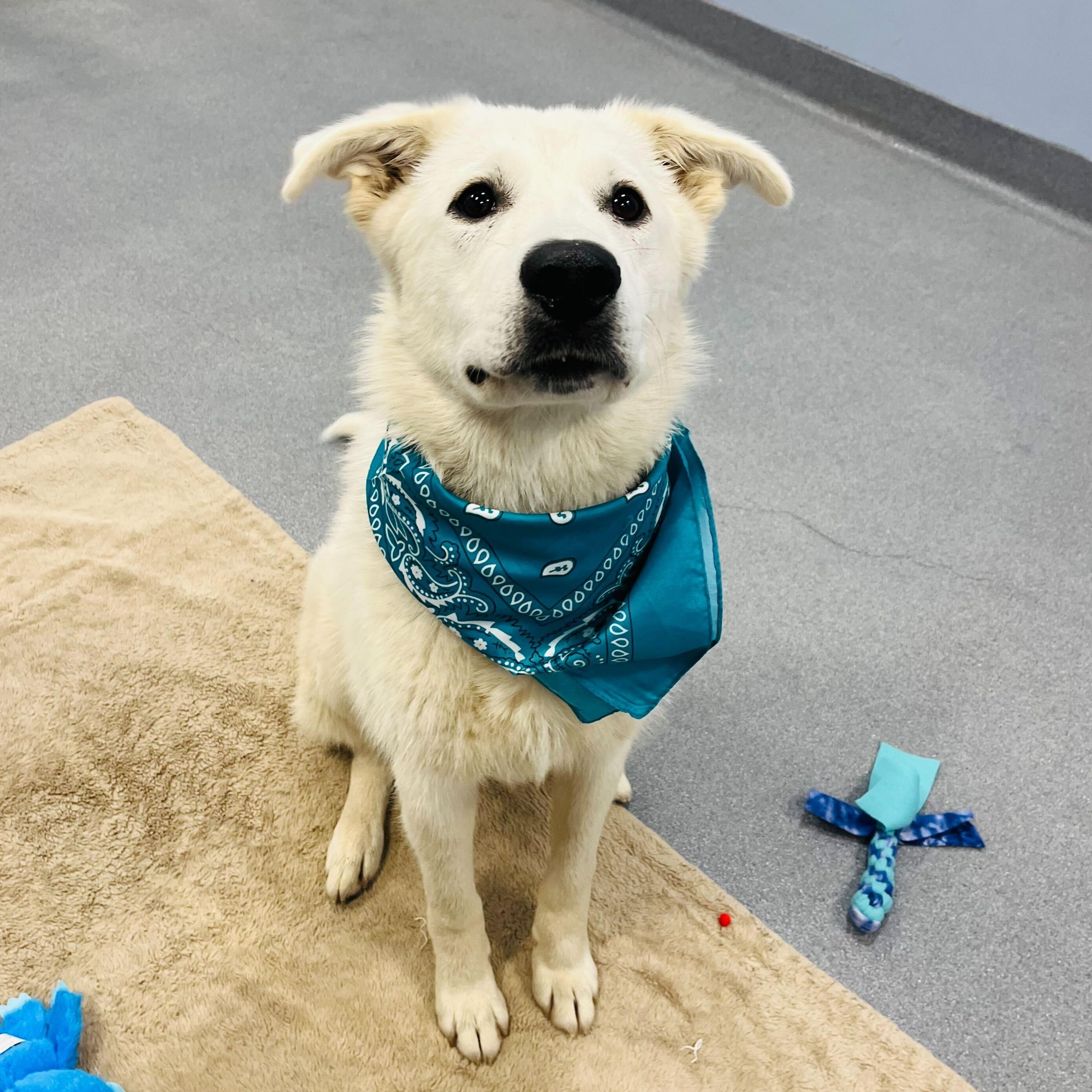 Enlarge Rover, a Adoptable mixed breed in Canal Winchester, OH image 2/5