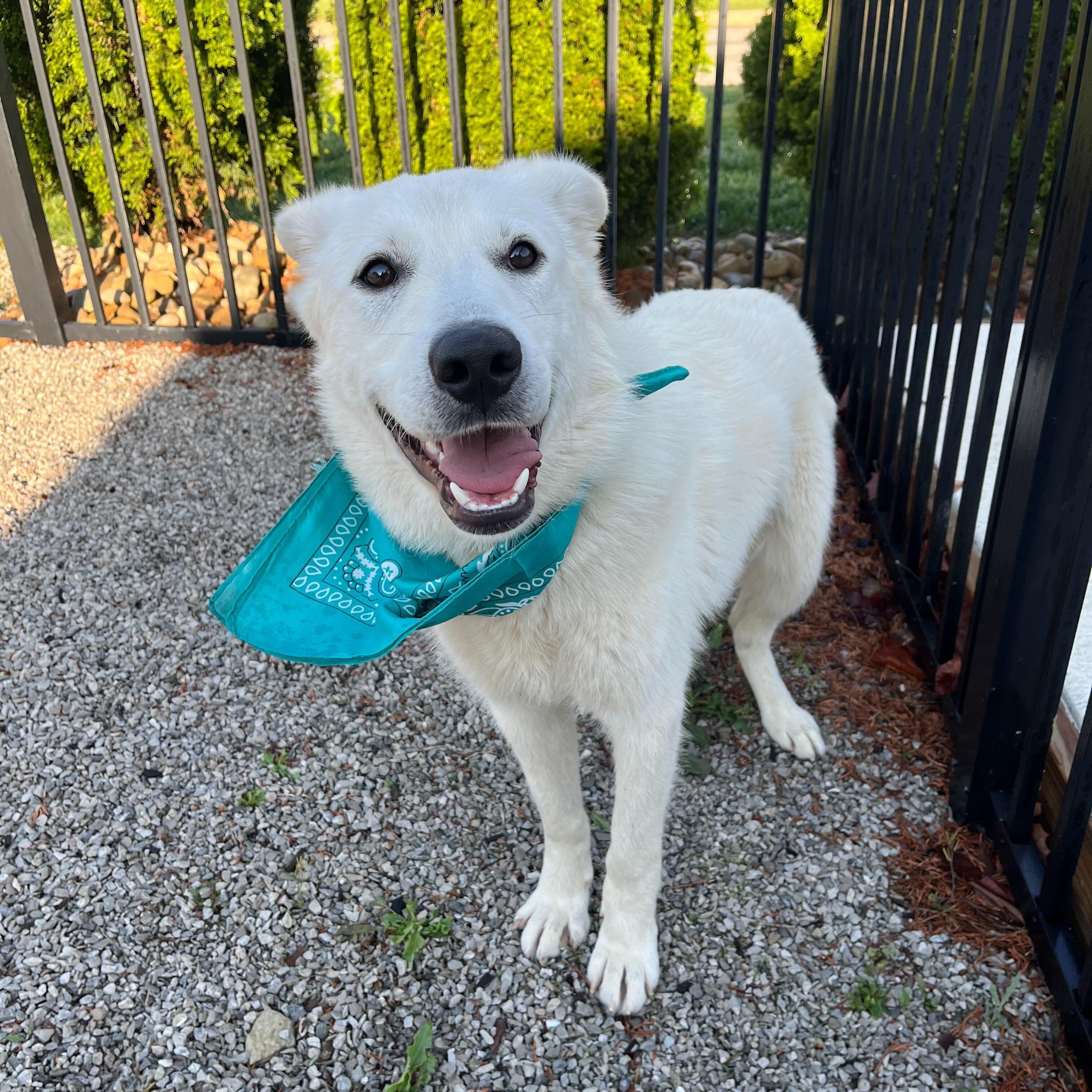 Enlarge Rover, a Adoptable mixed breed in Canal Winchester, OH image 3/5