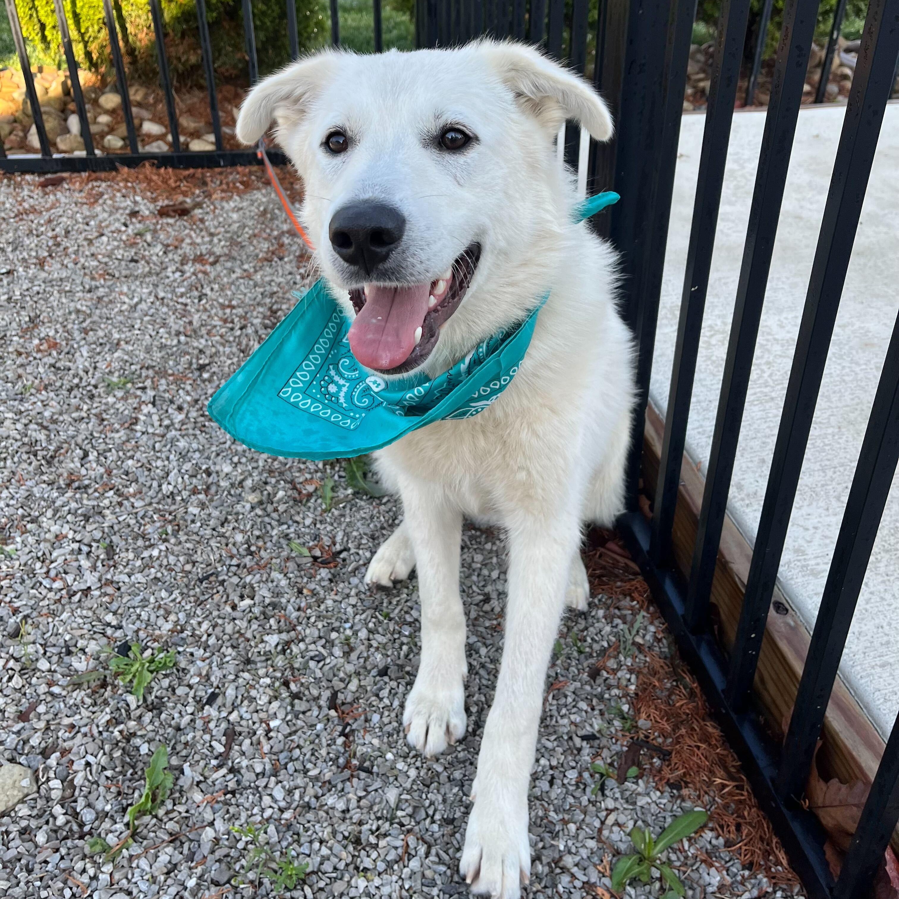 Rover, Adoptable, Young Male Mixed Breed & Labrador Retriever.