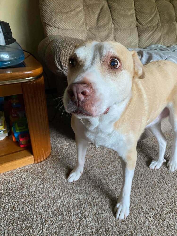 Enlarge Maya - FEE SPONSORED, a Adoptable mixed breed in Bremen, OH image 1/3