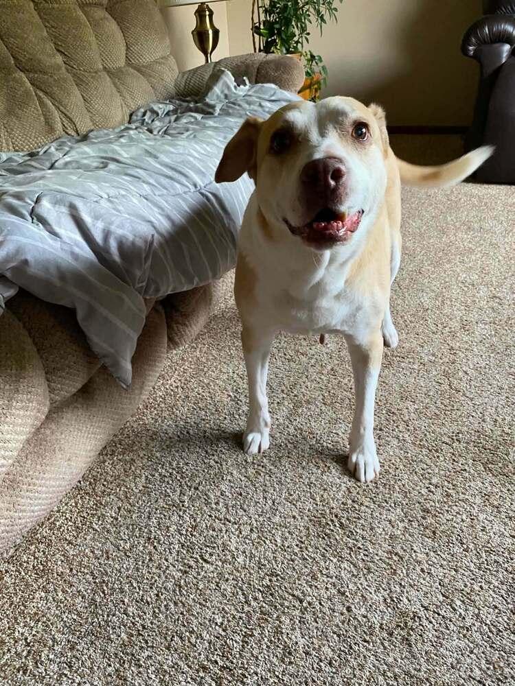 Enlarge Maya - FEE SPONSORED, a Adoptable mixed breed in Bremen, OH image 2/3