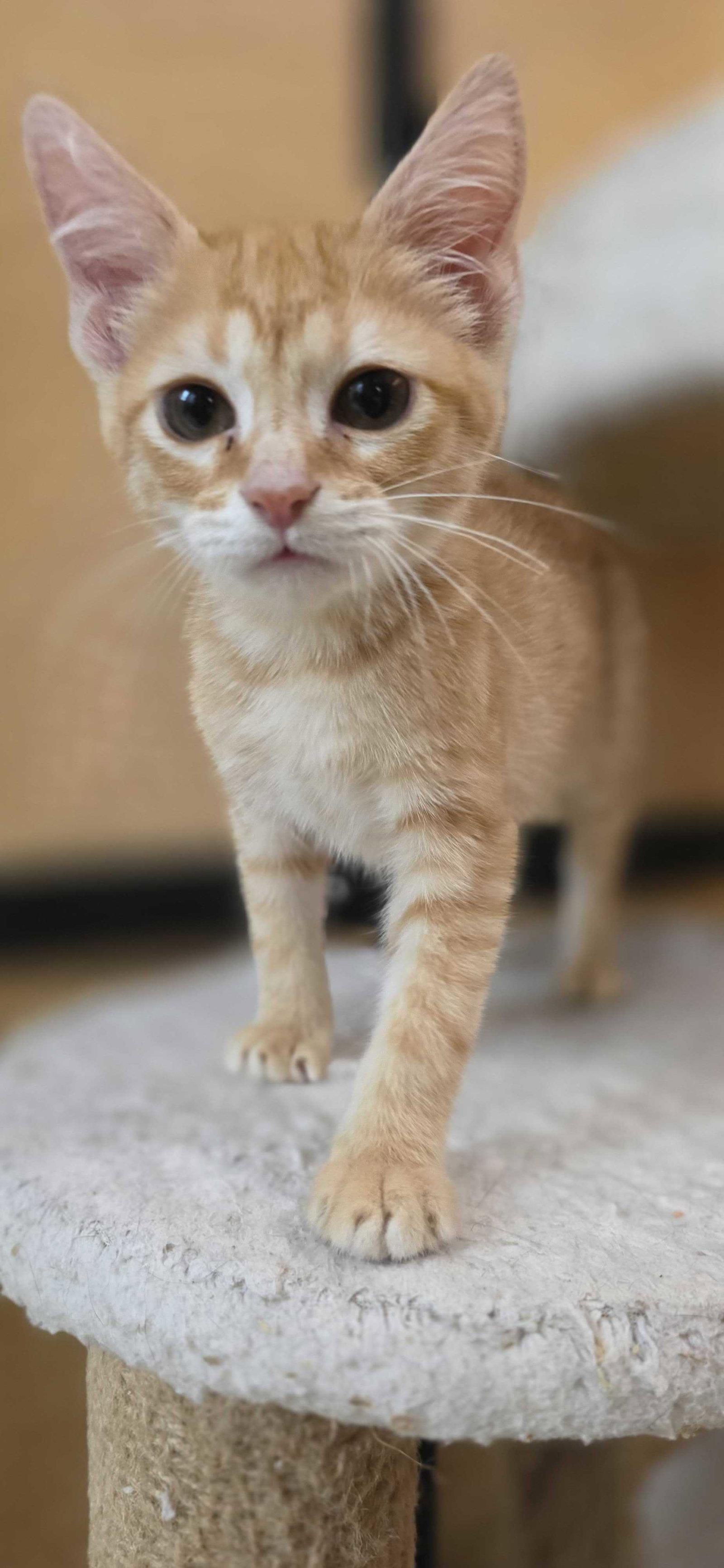 Jojo, Adopted, Kitten Male Domestic Short Hair.