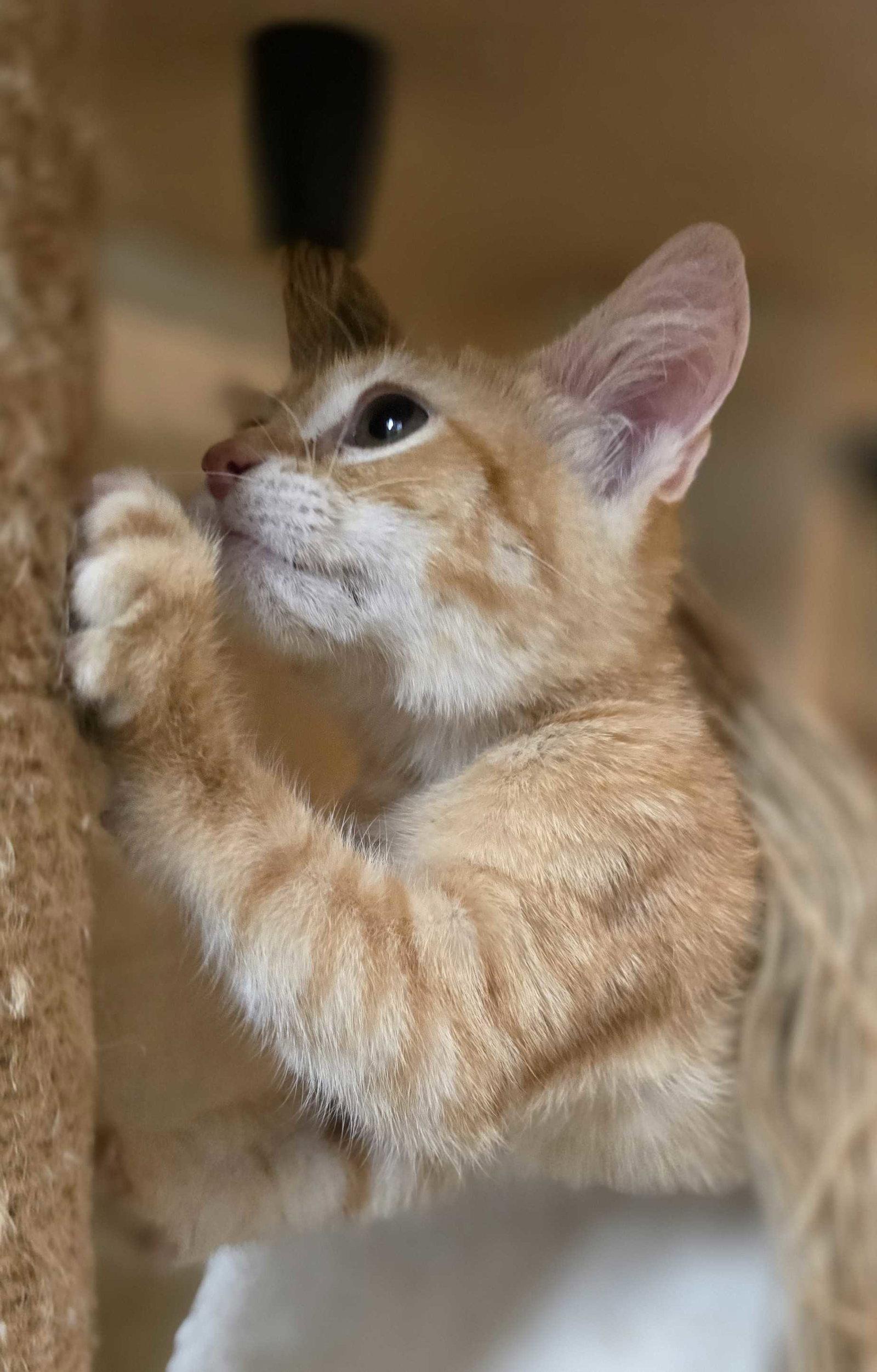 Jojo, a Adopted Domestic Short Hair in Rowlett, TX image 2/3