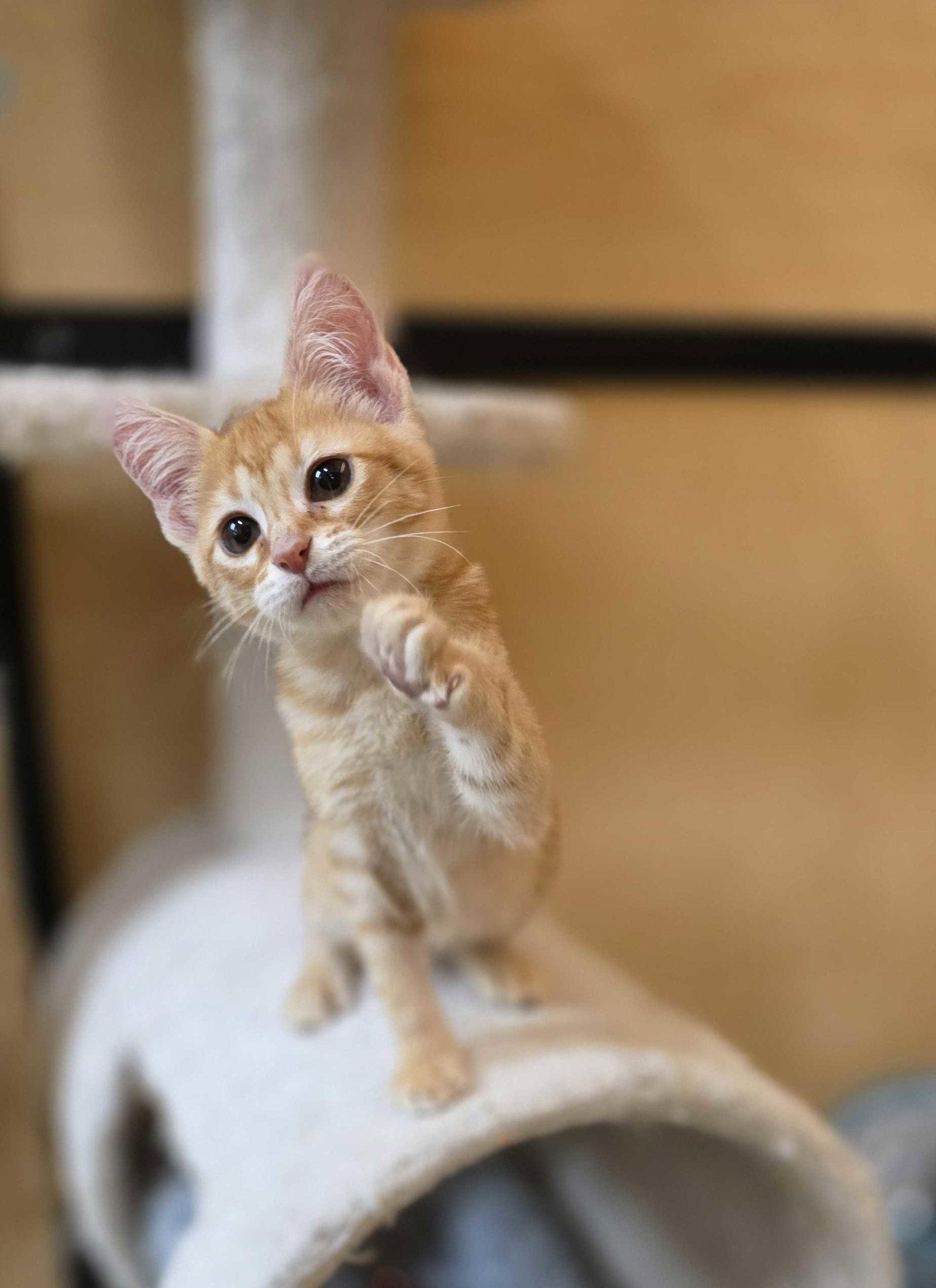 Jojo, a Adopted Domestic Short Hair in Rowlett, TX image 3/3