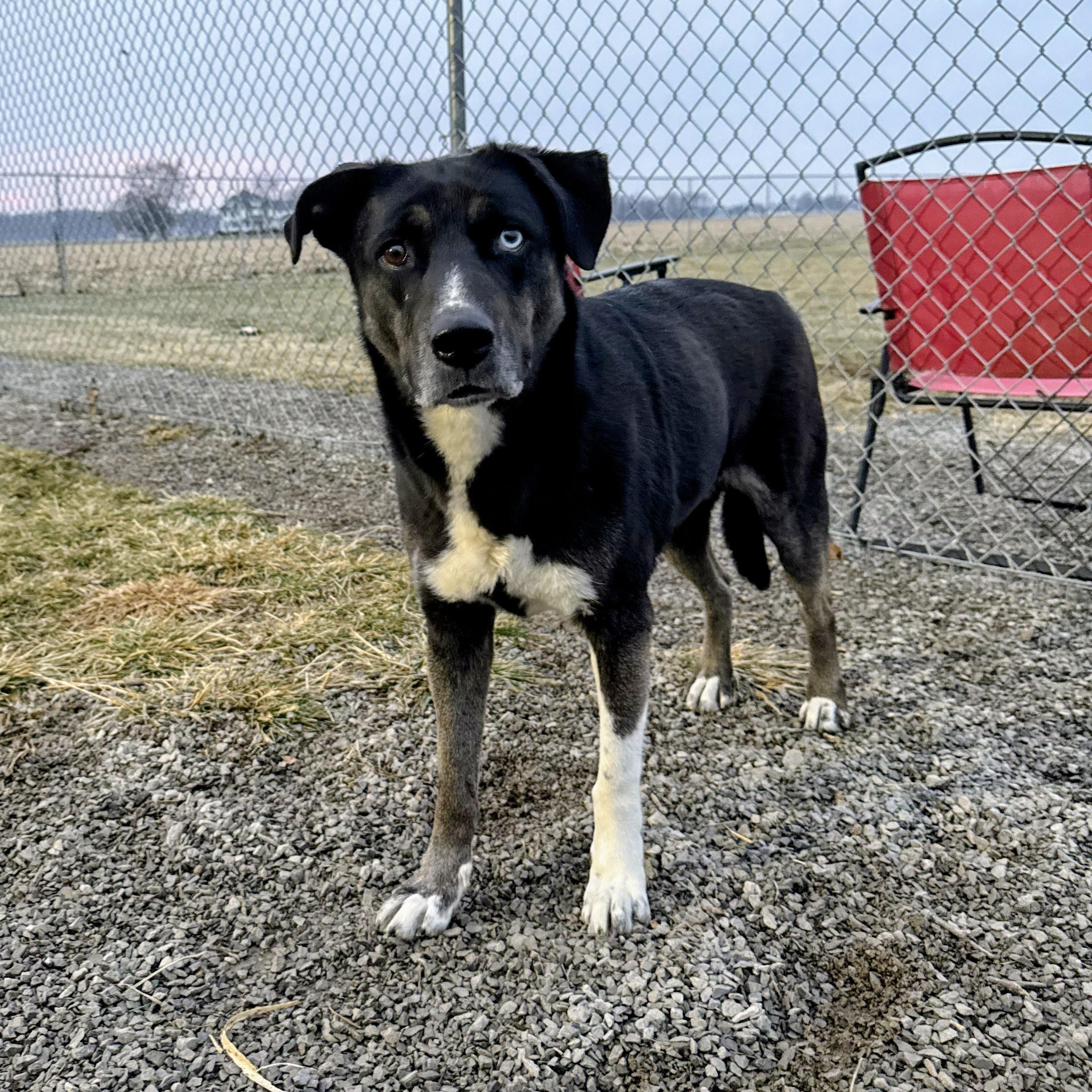 Enlarge Rain- A Resilient Beauty Looking for Her Hero , a Adoptable mixed breed in Archbold , OH image 3/5