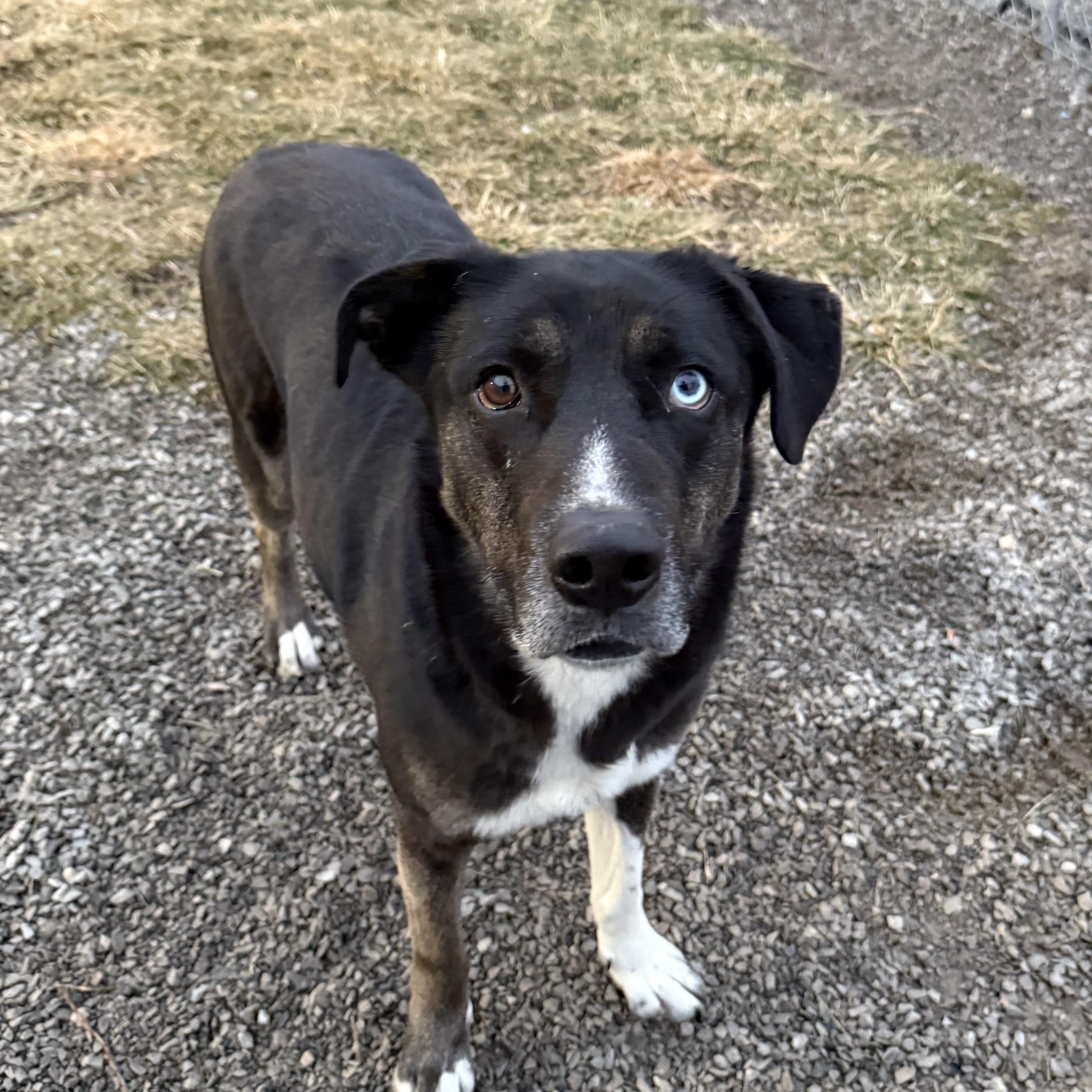 Enlarge Rain- A Resilient Beauty Looking for Her Hero , a Adoptable mixed breed in Archbold , OH image 4/5