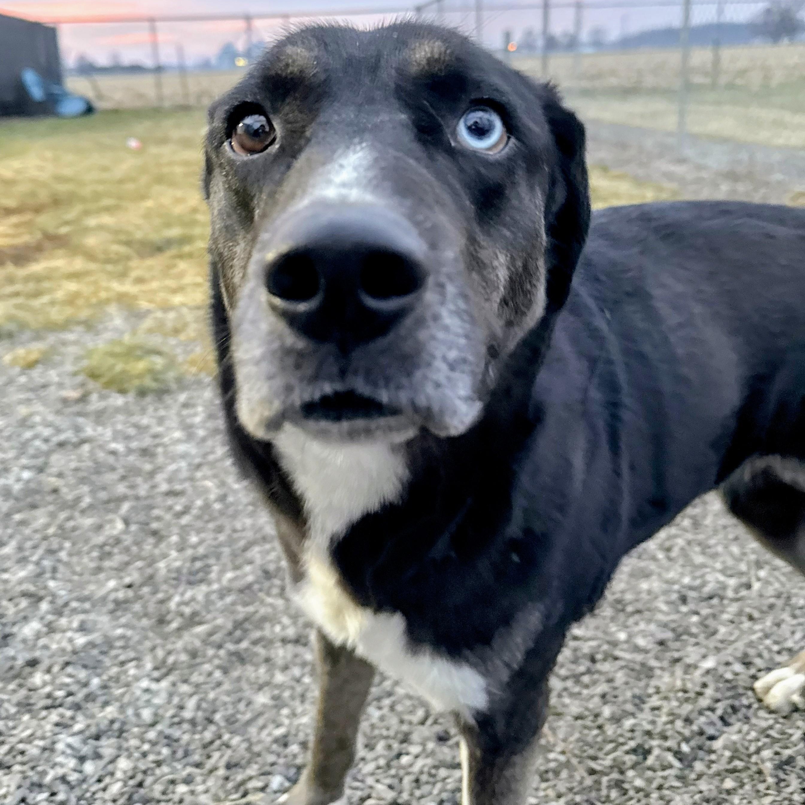 Enlarge Rain- A Resilient Beauty Looking for Her Hero , a Adoptable mixed breed in Archbold , OH image 5/5