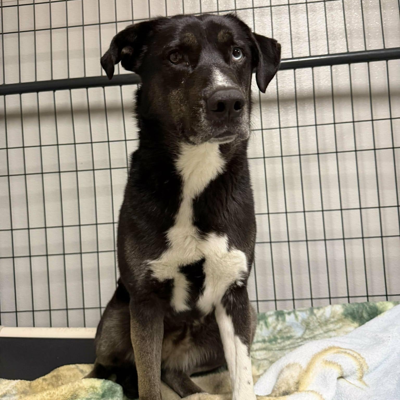 Enlarge Rain- A Resilient Beauty Looking for Her Hero , a Adoptable mixed breed in Archbold , OH image 2/5