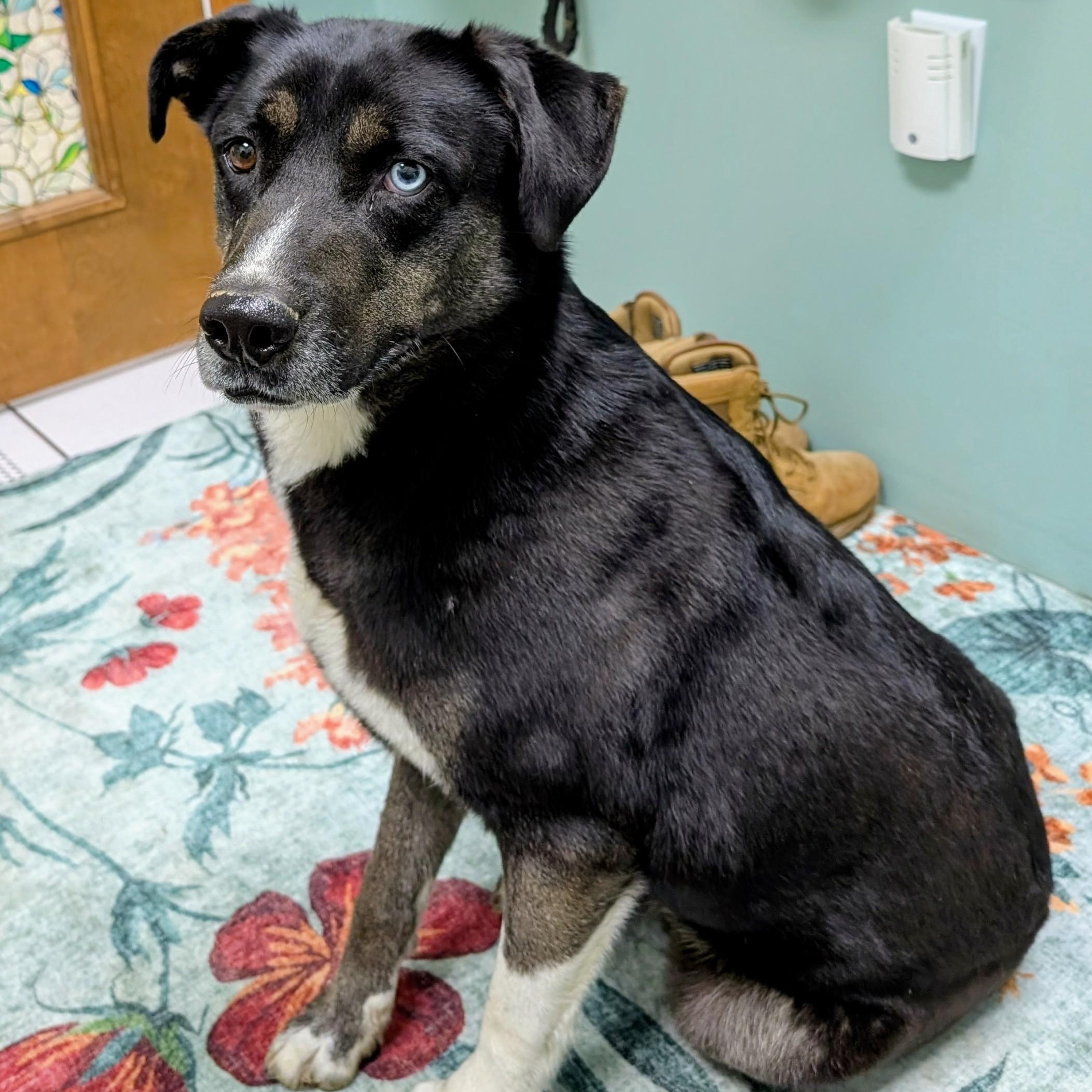 Enlarge Rain- A Resilient Beauty Looking for Her Hero , a Adoptable mixed breed in Archbold , OH image 1/5