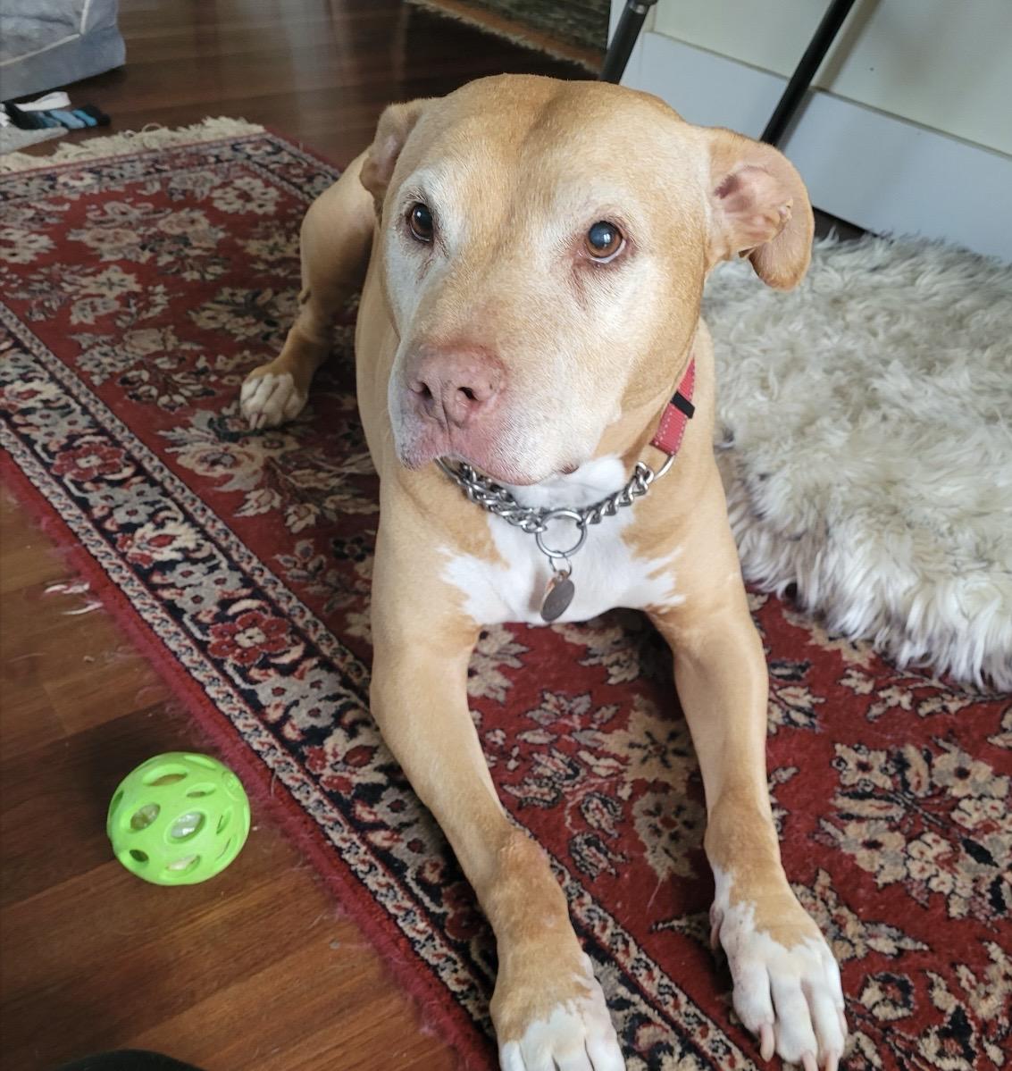 Buddy, an adopted mixed breed in Seattle, WA image 4/5