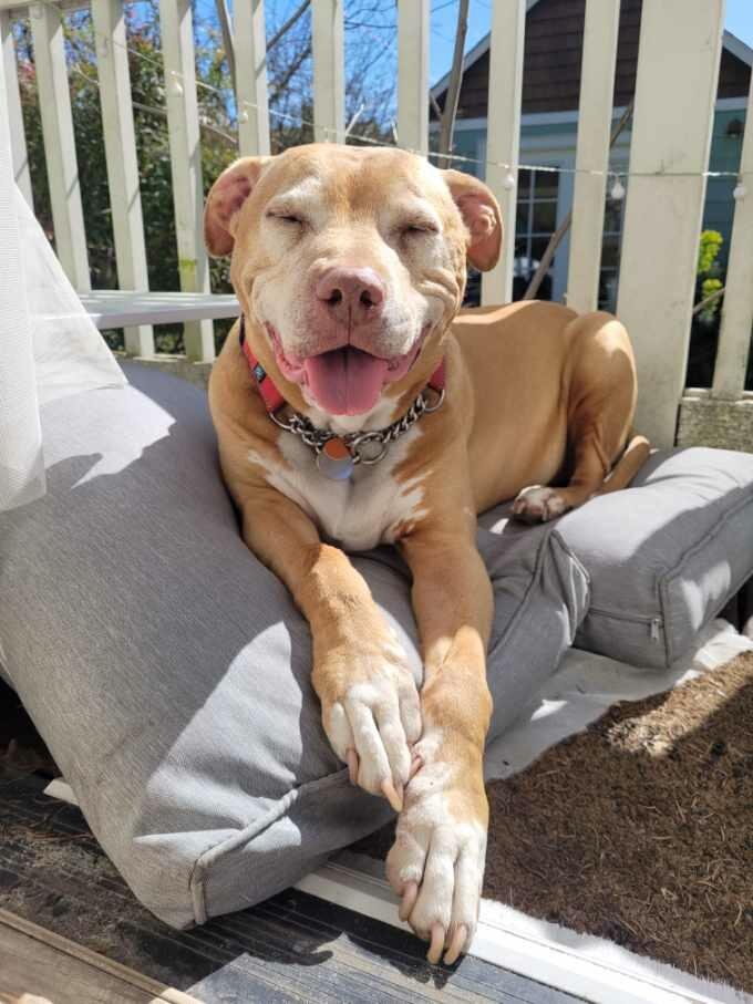 Buddy, an adopted mixed breed in Seattle, WA image 2/5