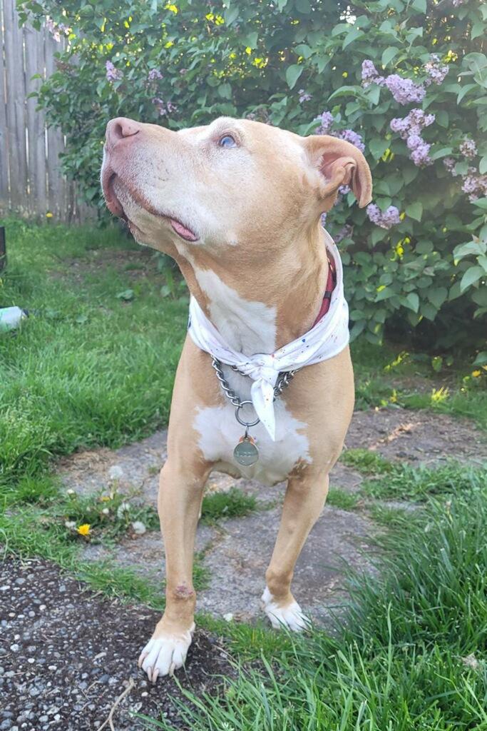Buddy, an adopted mixed breed in Seattle, WA image 5/5