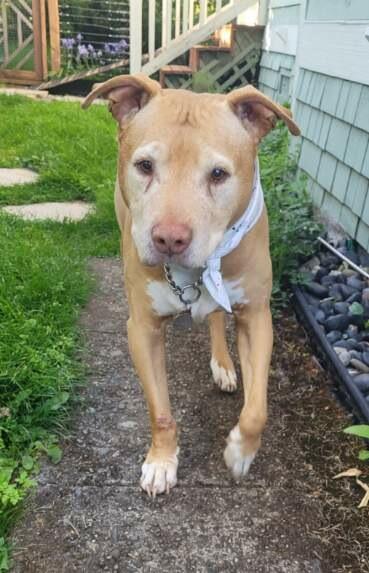 Buddy, an adopted mixed breed in Seattle, WA image 3/5