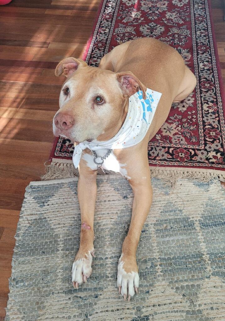 Buddy, an adopted mixed breed in Seattle, WA image 1/5