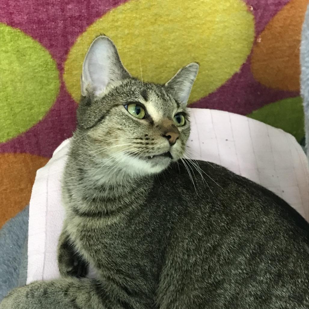 Tabbytha, Adoptable, Adult Female Domestic Short Hair.