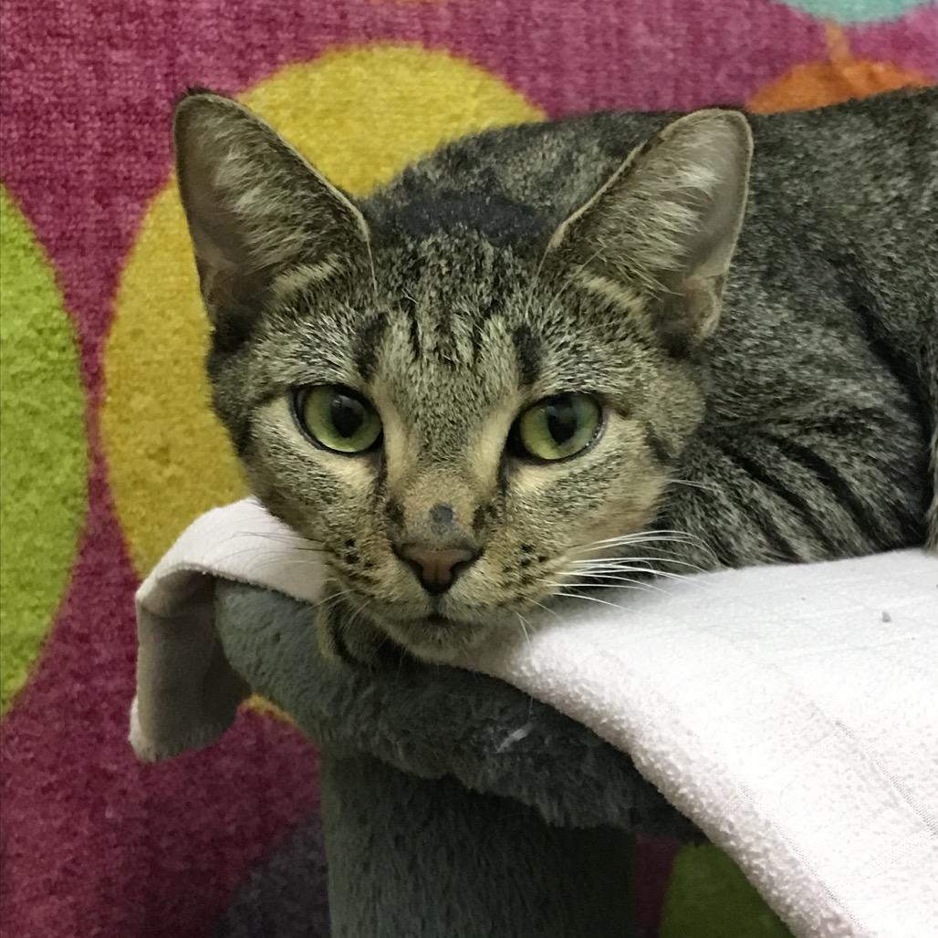 Tabbytha, Adoptable, Adult Female Domestic Short Hair.