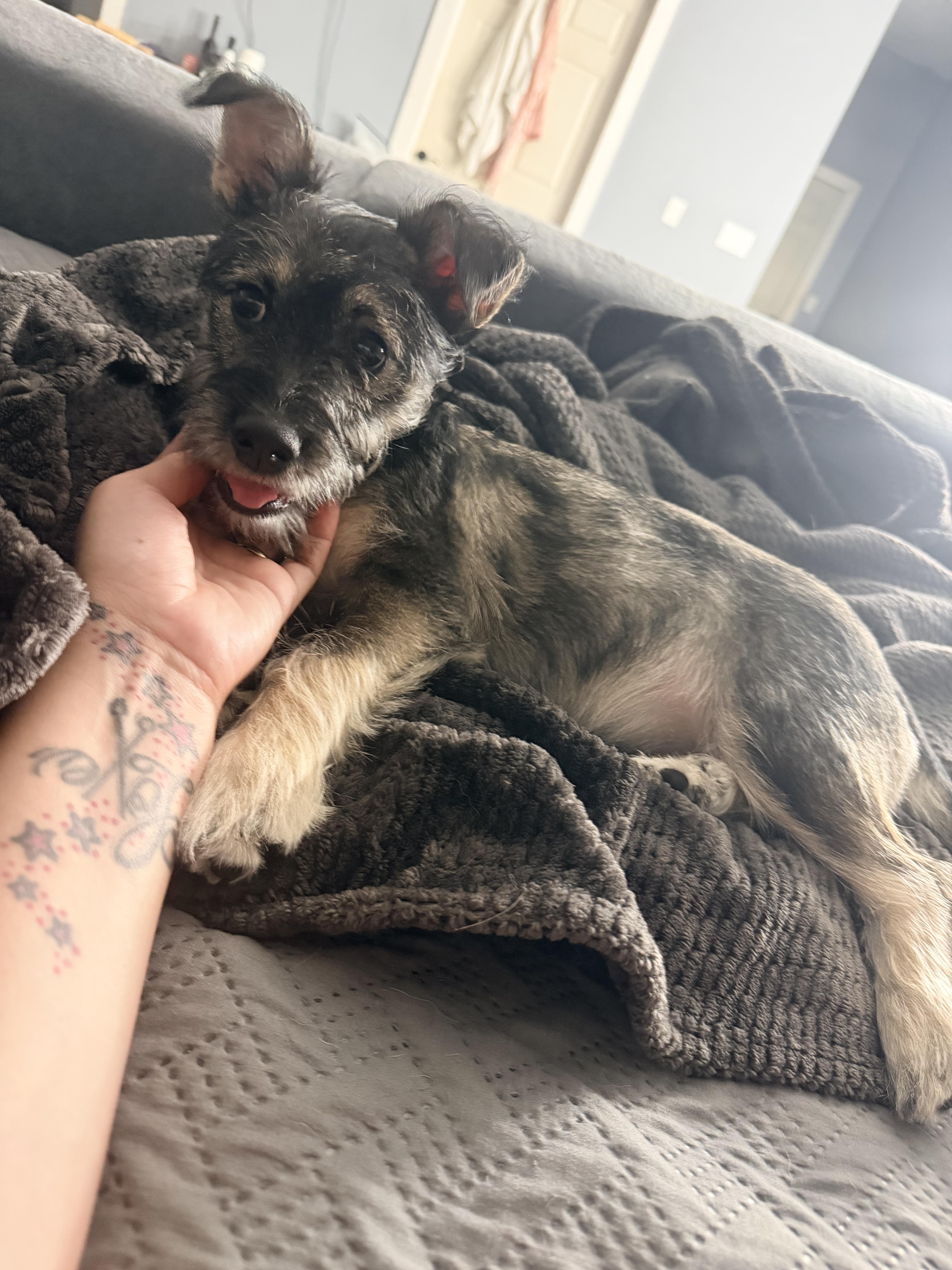 Enlarge Nala, a ADOPTABLE Miniature Schnauzer in Bastrop, TX image 4/6