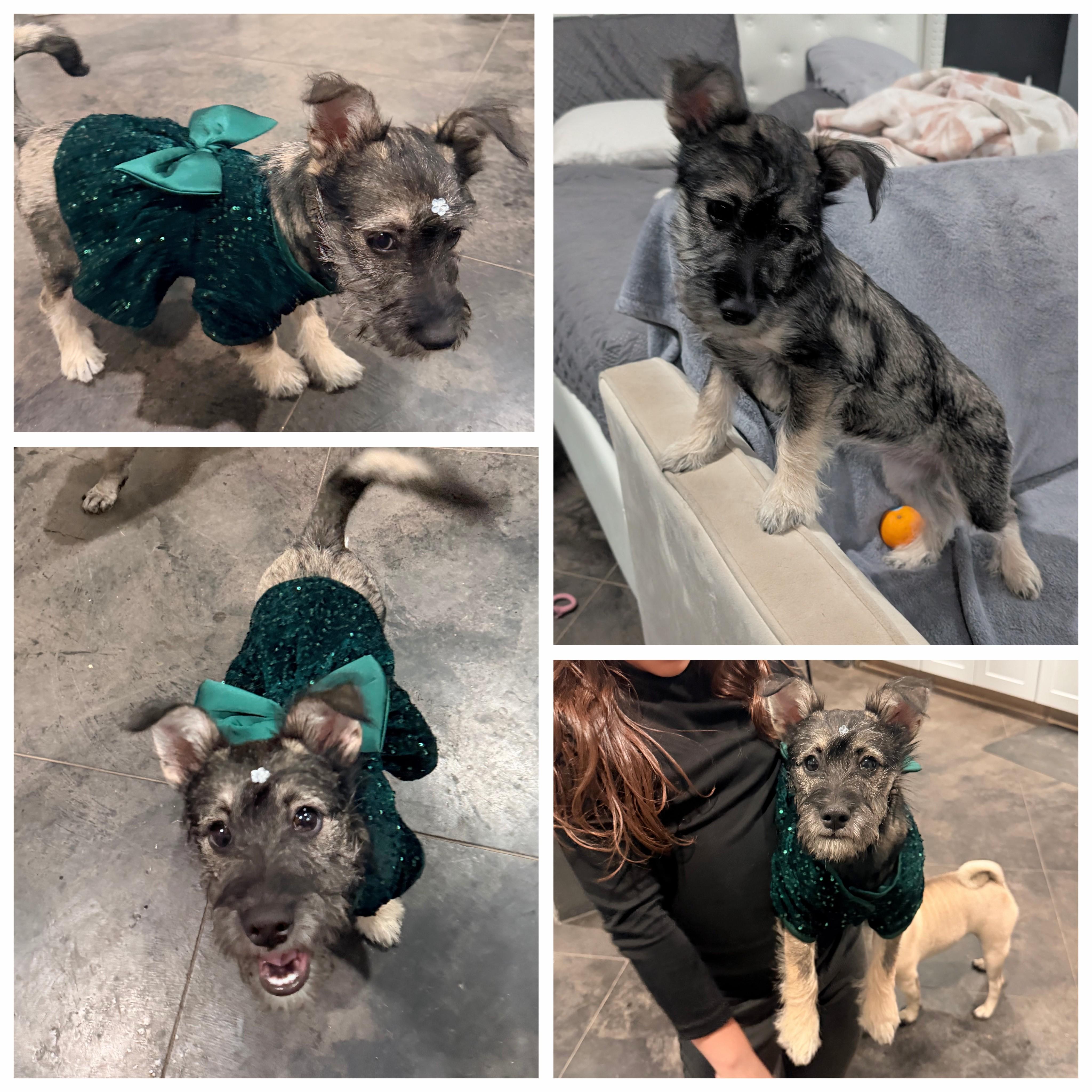 Enlarge Nala, a ADOPTABLE Miniature Schnauzer in Bastrop, TX image 2/6