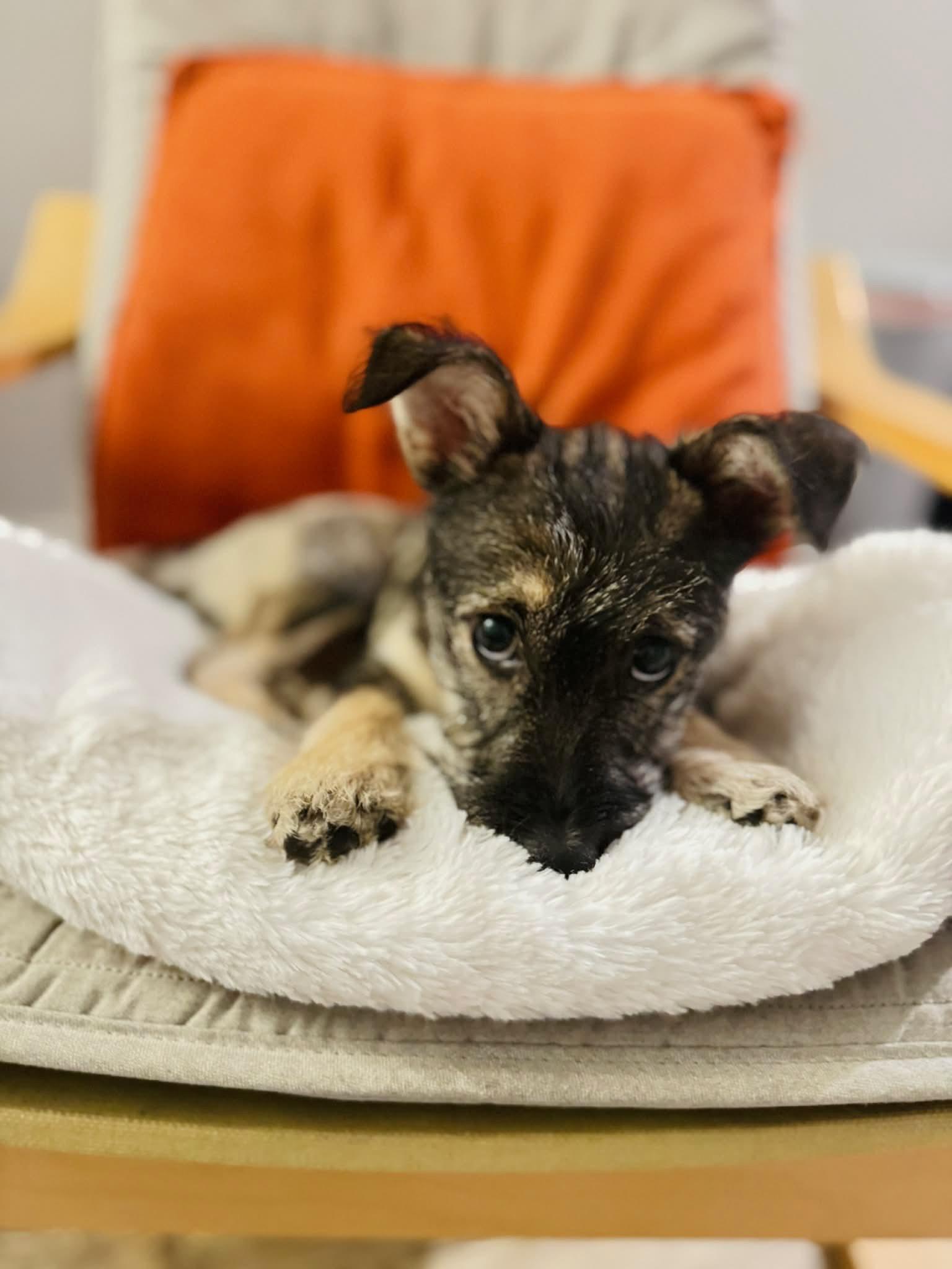 Enlarge Nala, a ADOPTABLE Miniature Schnauzer in Bastrop, TX image 3/6