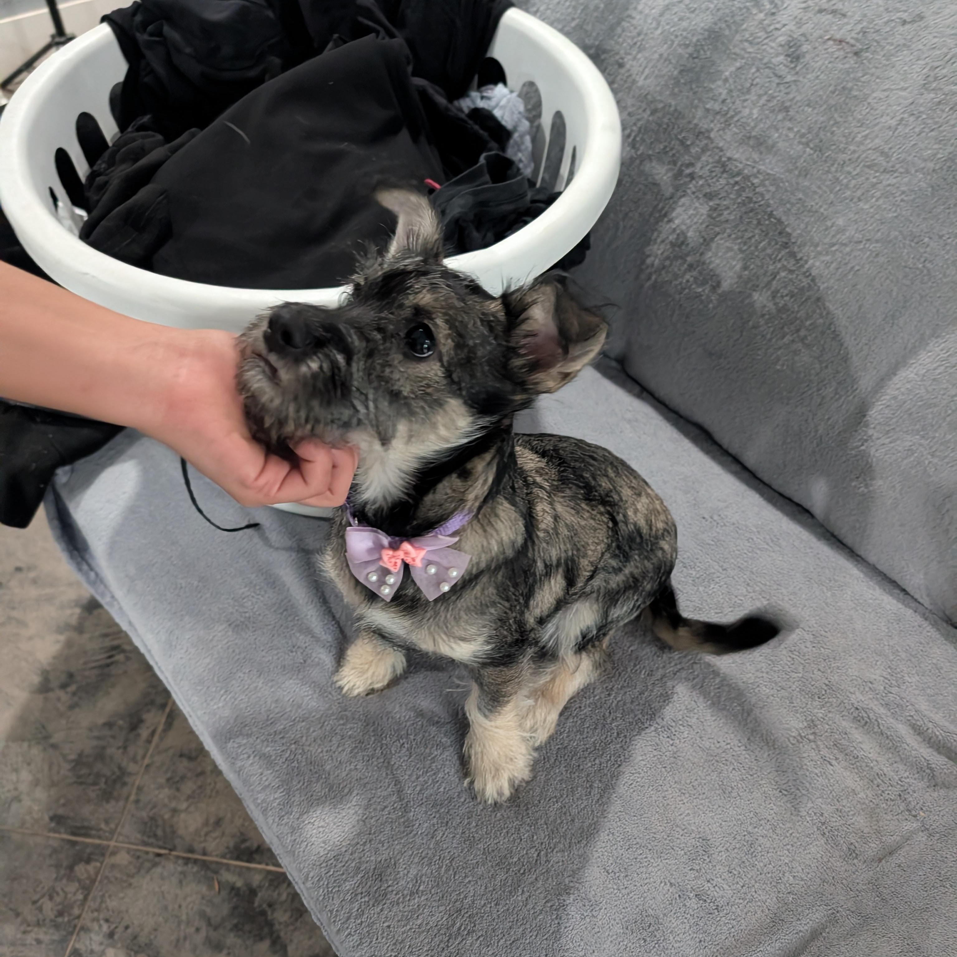 Enlarge Nala, a ADOPTABLE Miniature Schnauzer in Bastrop, TX image 5/6