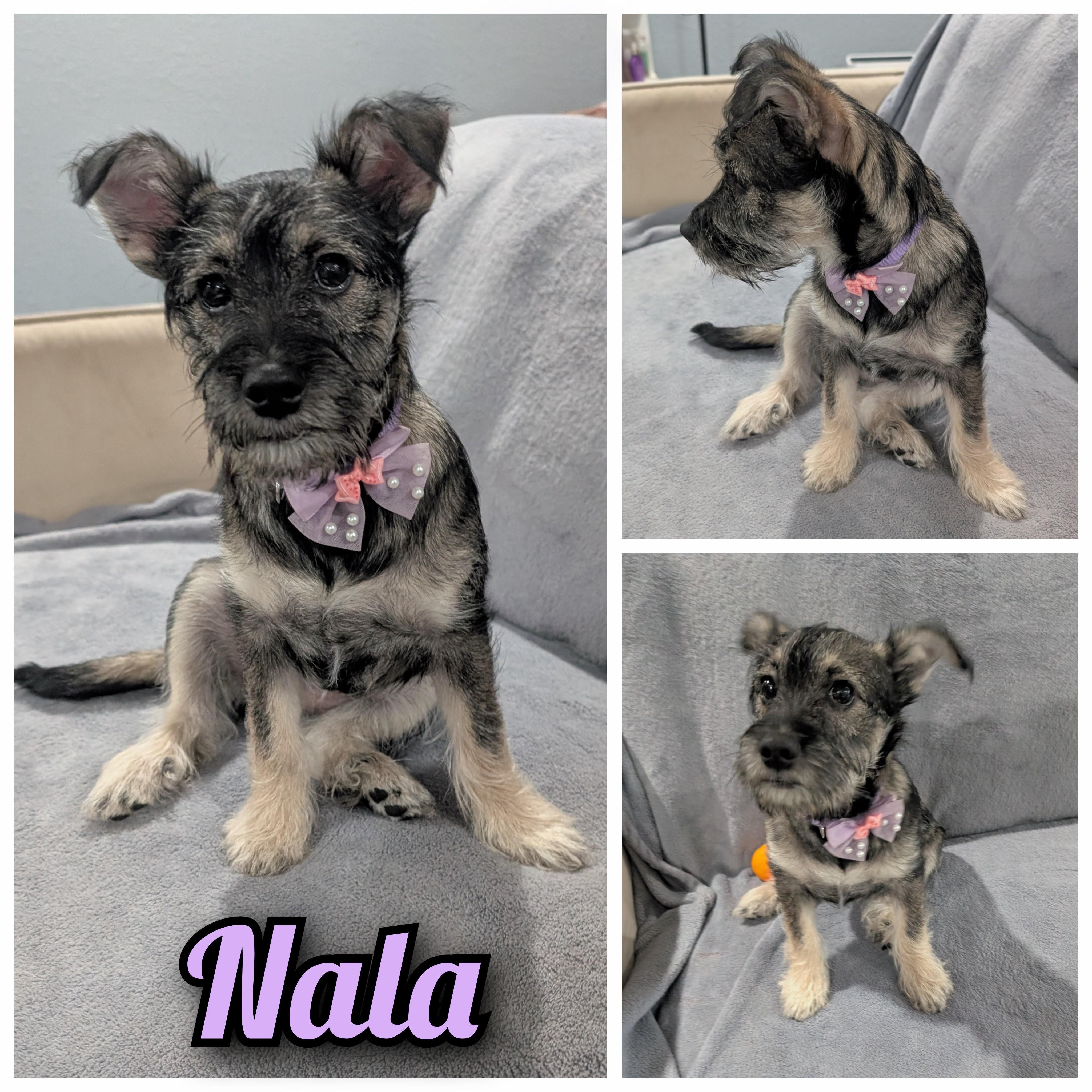 Nala, ADOPTABLE, Puppy Female Miniature Schnauzer.