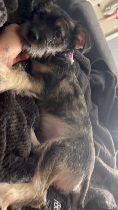 Enlarge Nala, a ADOPTABLE Miniature Schnauzer in Bastrop, TX video 6/6