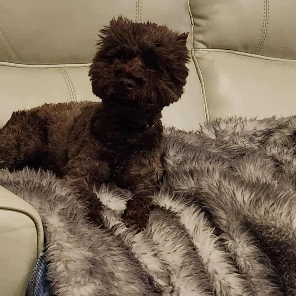 Enlarge Mochachino, a Adoptable mixed breed in Walnut Creek, CA image 2/4