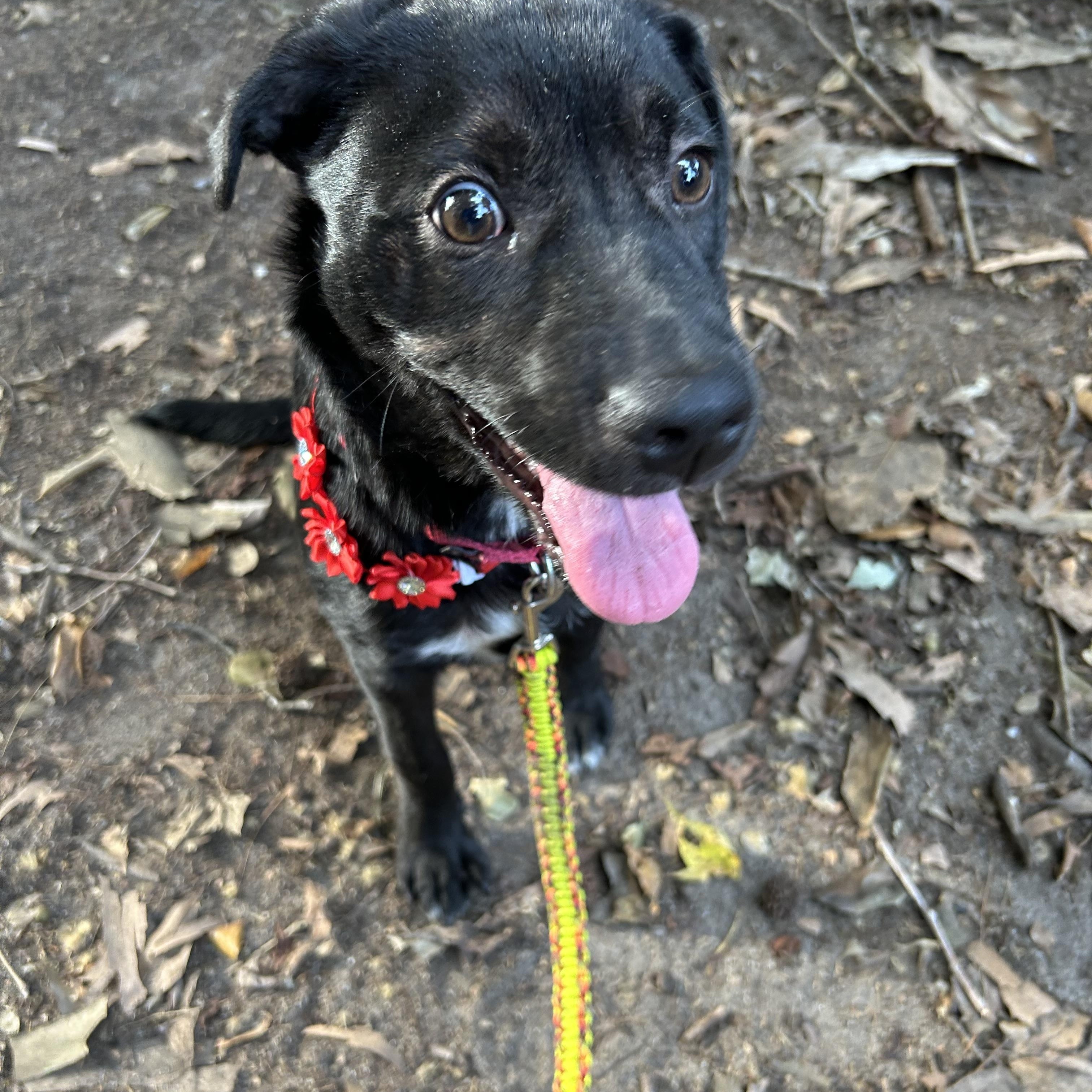Shante, Adoptable, Young Female Black Labrador Retriever.