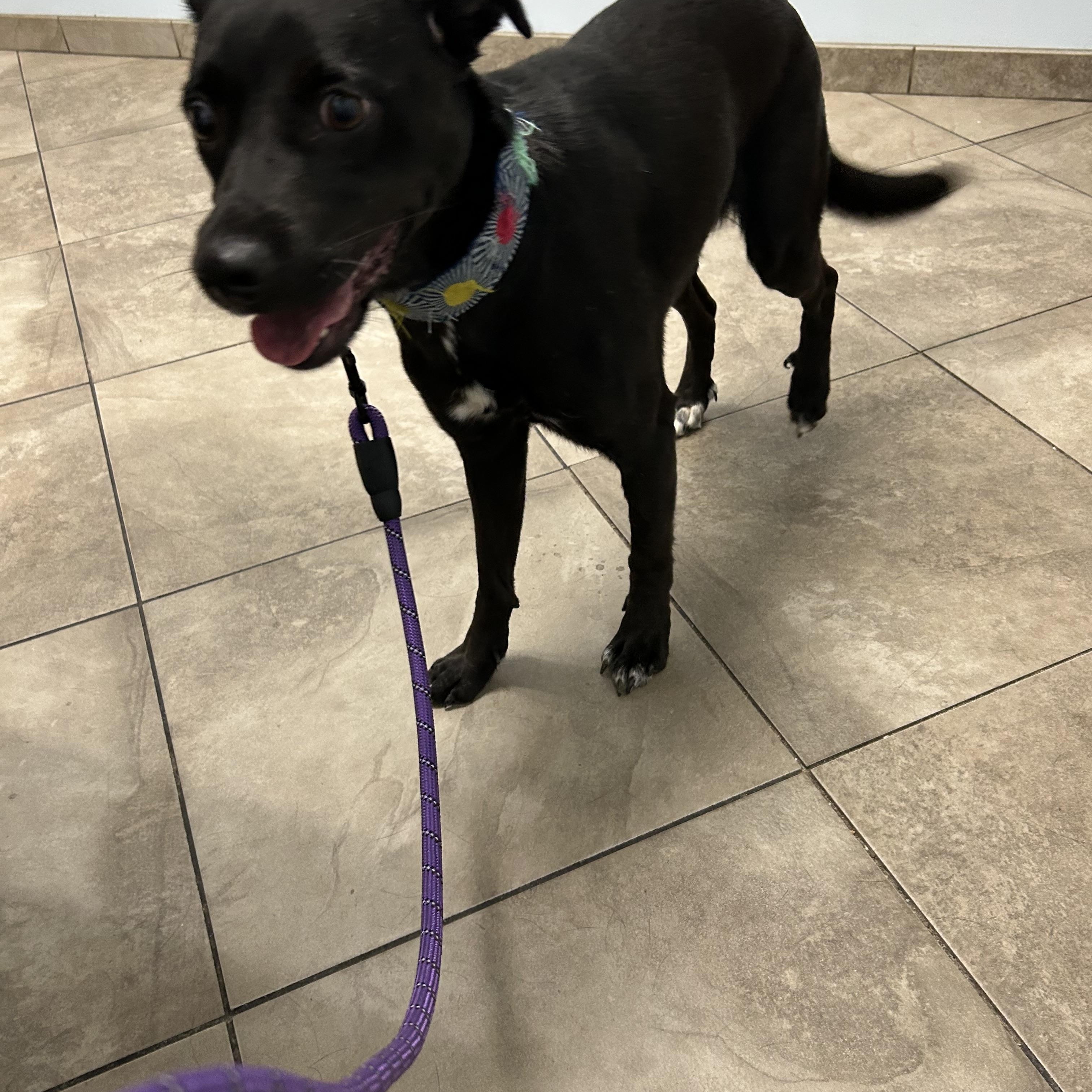 Enlarge Shante, a Adoptable mixed breed in Wilmington, NC image 2/3