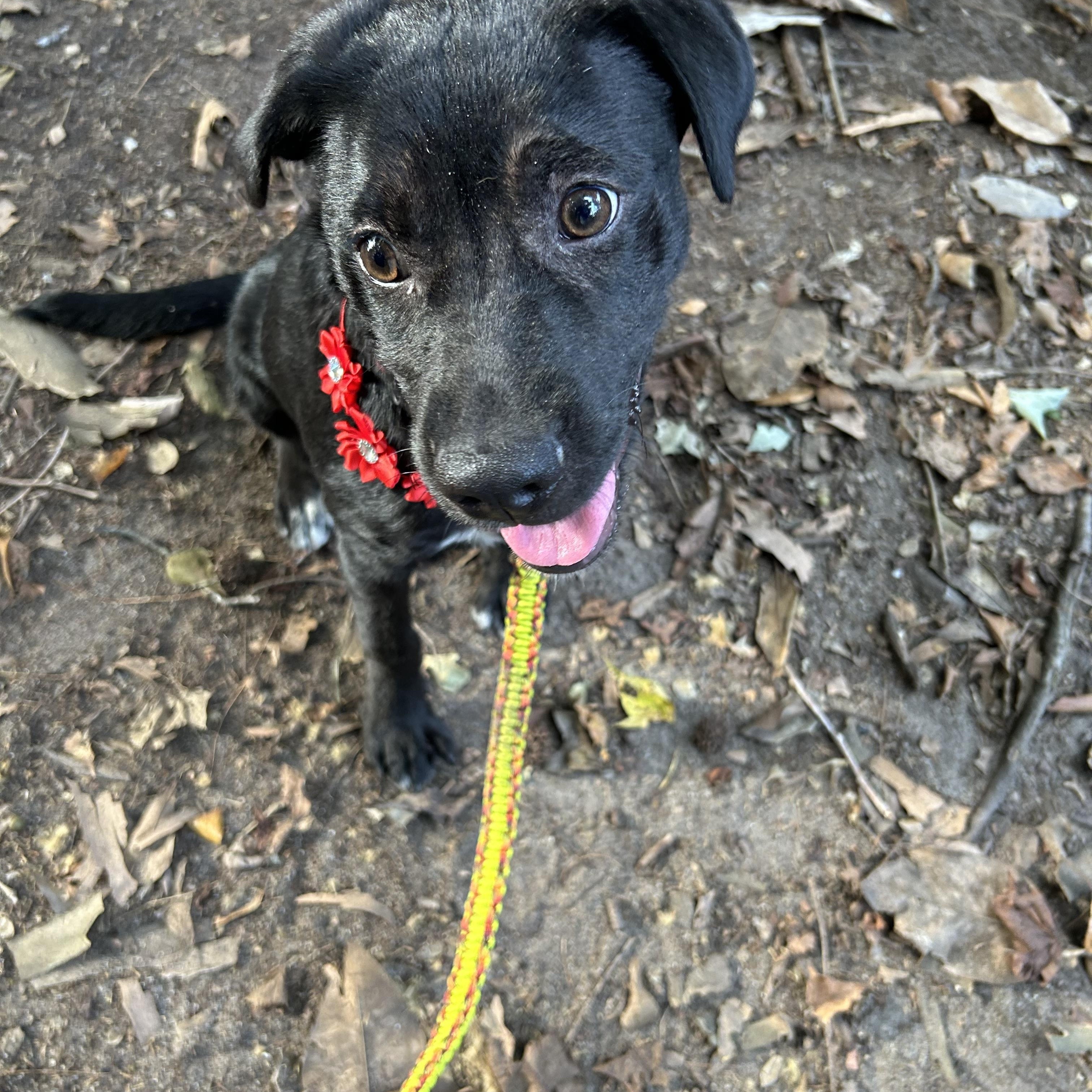 Shante, a Adoptable mixed breed in Wilmington, NC image 2/2
