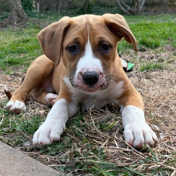 Archie, a ADOPTABLE Mixed Breed in Monroe, NC image 1/2
