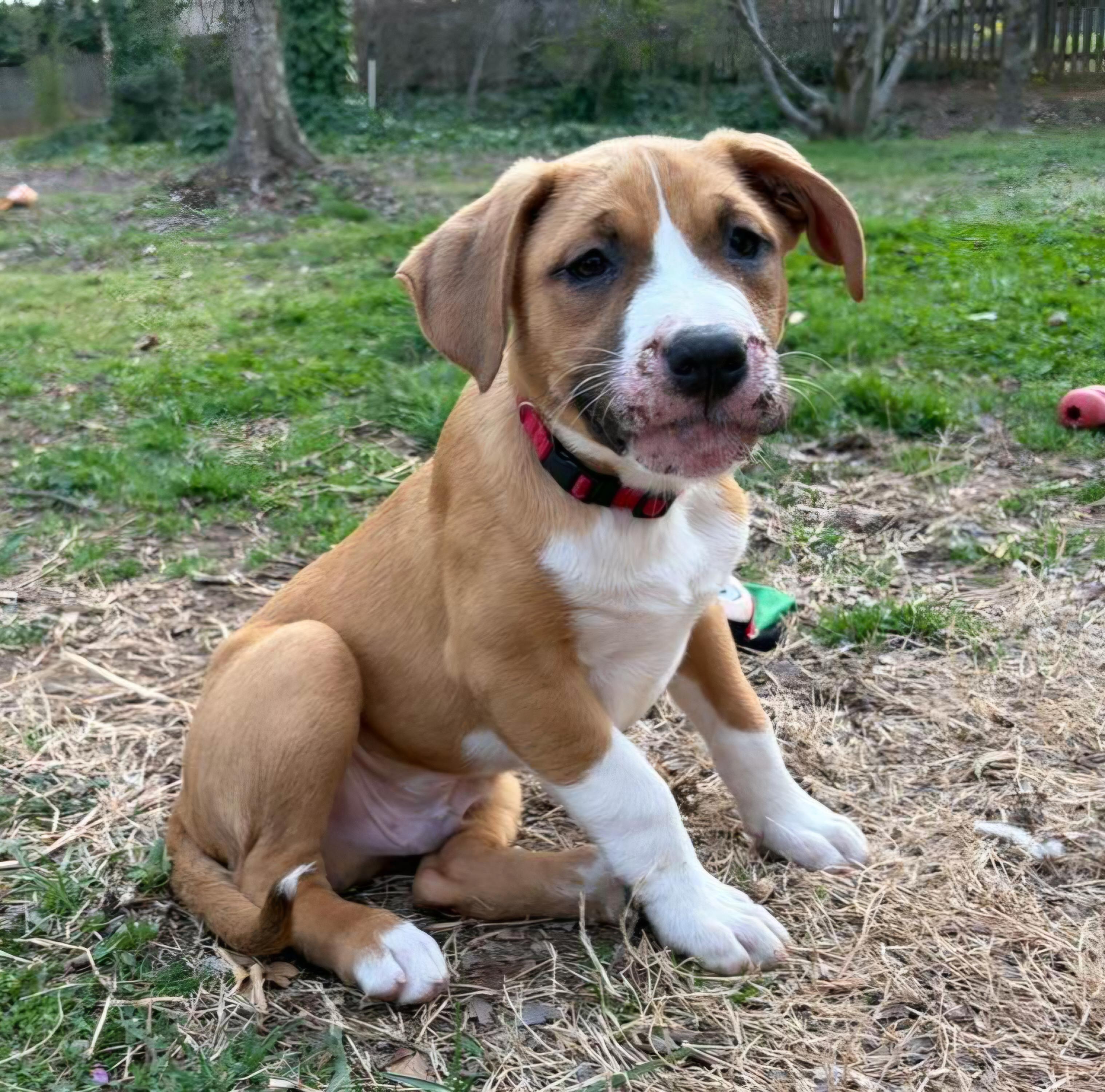Archie, a ADOPTABLE Mixed Breed in Monroe, NC image 2/2