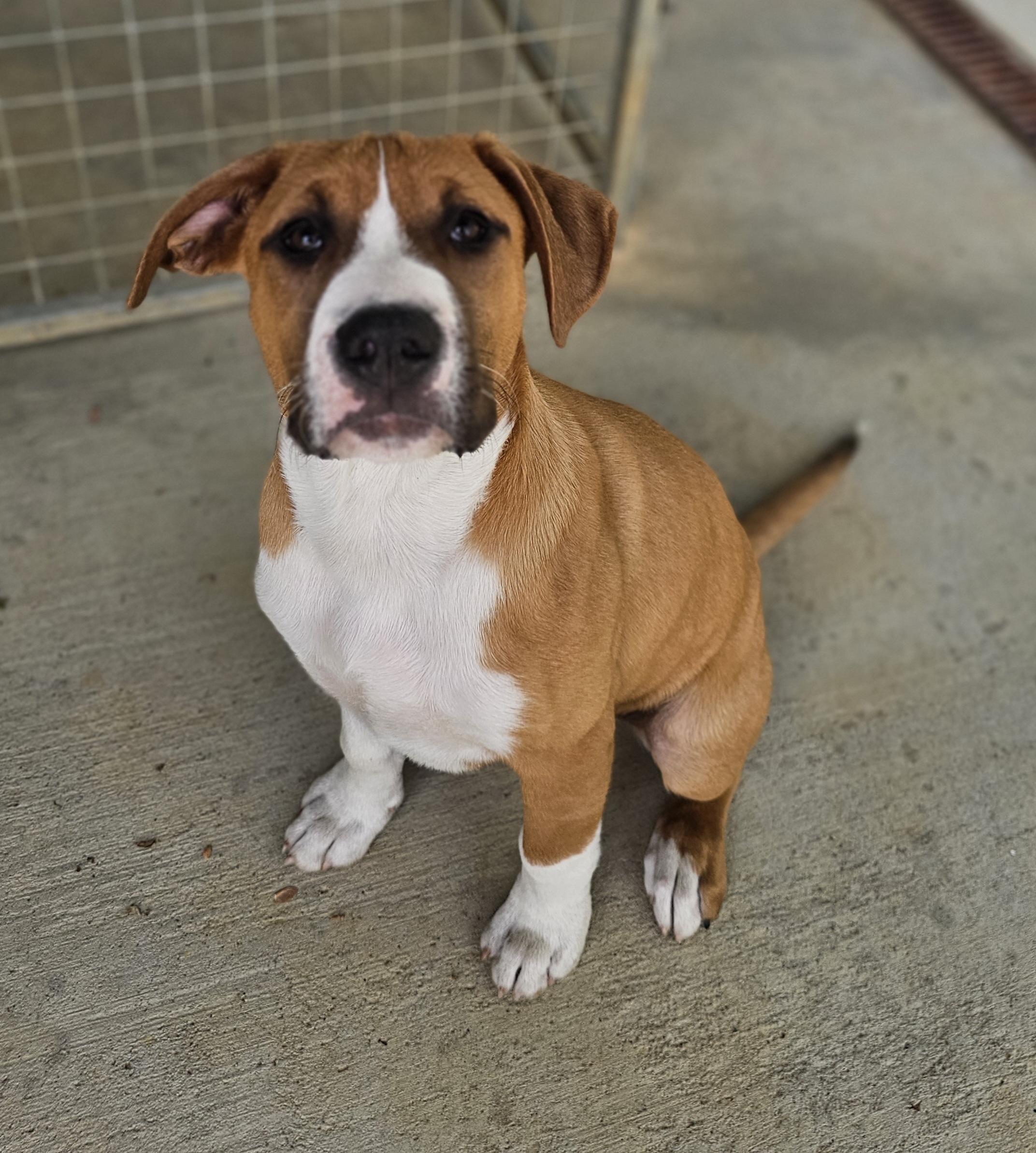 Archie, ADOPTABLE, Puppy Male Mixed Breed.