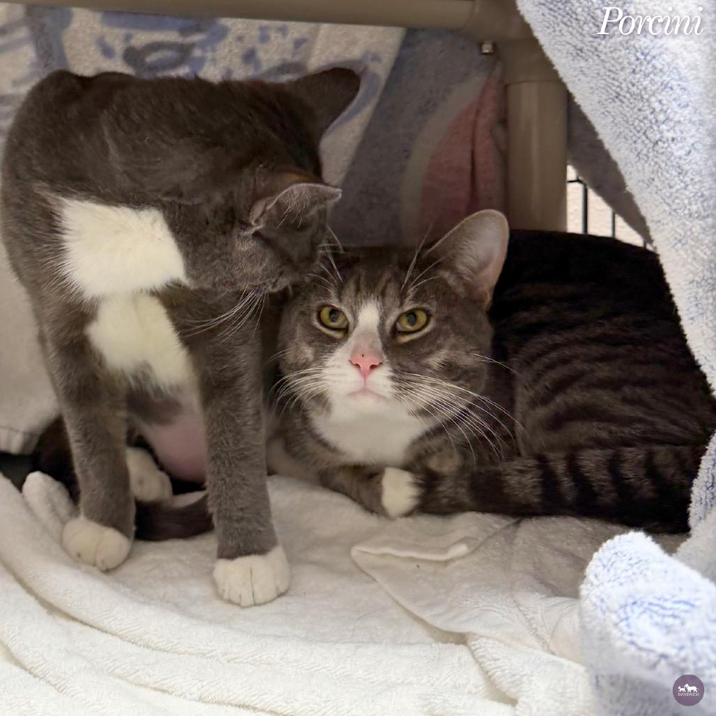 Porcini, Adoptable, Young Male Domestic Short Hair.