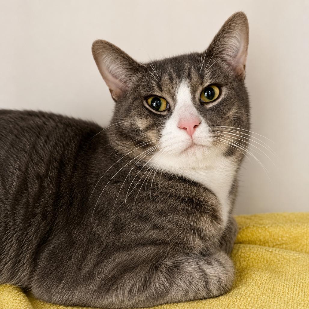 Enlarge Porcini, a Adoptable Domestic Short Hair in Hopkinton, MA image 2/2
