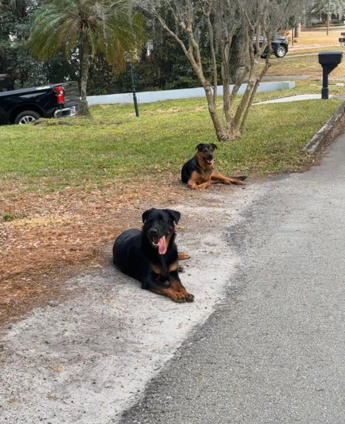 Alex & Cleo, ADOPTABLE, Young Male German Shepherd Dog & Rottweiler.