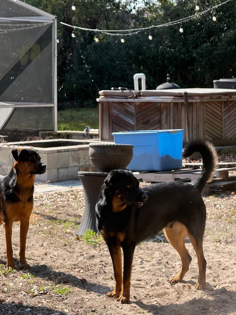 Enlarge Alex & Cleo, a ADOPTABLE mixed breed in Margate, FL image 2/5