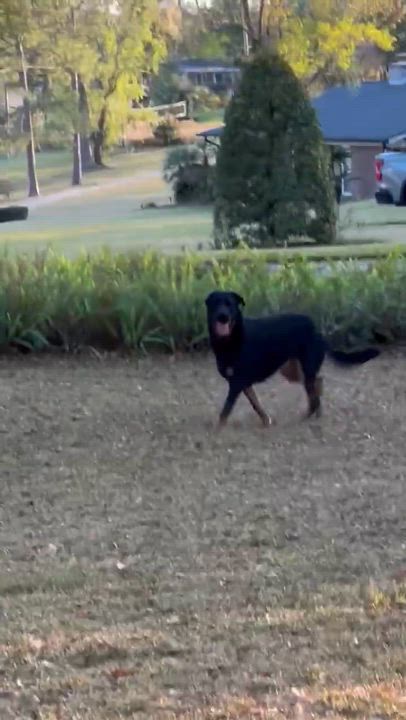 Enlarge Alex & Cleo, a ADOPTABLE mixed breed in Margate, FL video 4/5