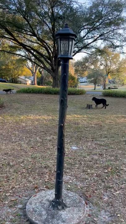 Enlarge Alex & Cleo, a ADOPTABLE mixed breed in Margate, FL video 5/5