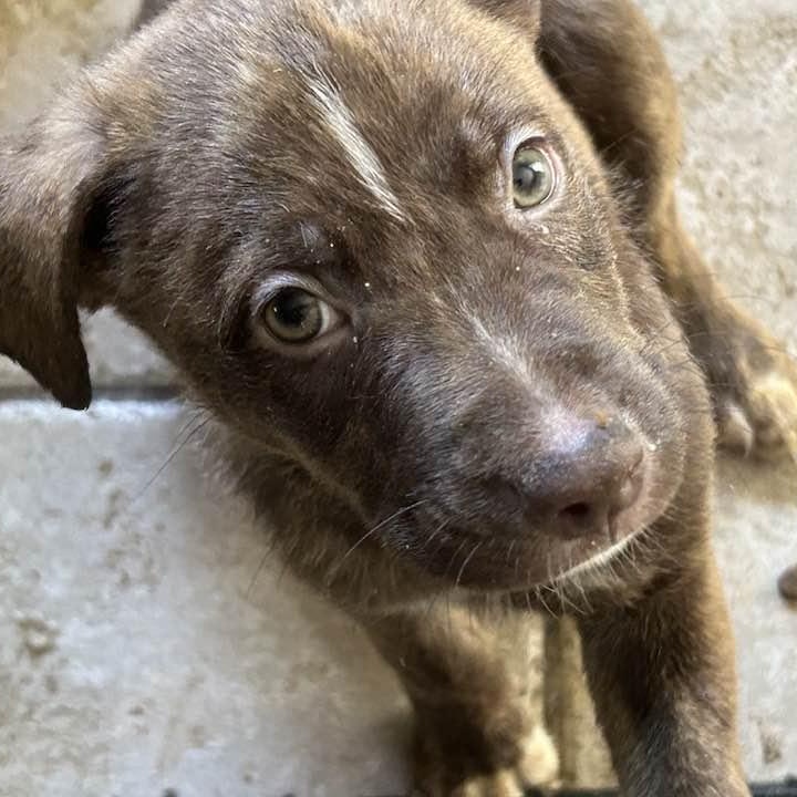 Enlarge EDDIE, a Adopted mixed breed in Vacaville, CA image 2/2