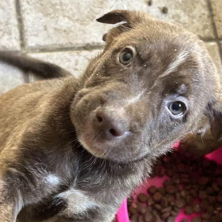 Enlarge EDDIE, a Adopted mixed breed in Vacaville, CA image 1/2